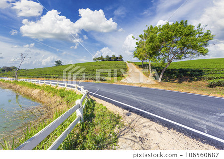 Thr Choui Fong tea plantation and road with blue sky at Mae jan , tourist attraction at Chiang Rai province in thailand Thr Choui Fong tea plantation and road with blue sky at Mae jan , tourist attraction at Chiang Rai province in thailand 106560687