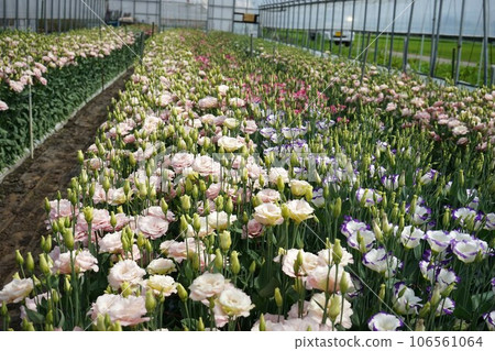 洋桔梗 洋桔梗 106561064