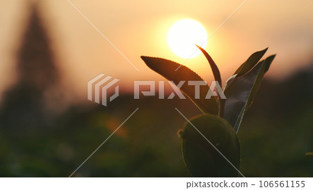 Green tea tree leaves field Fresh young tender bud herbal in farm on summer morning. Sunlight Green tea tree plant camellia sinensis in organic farm. Close up Tree tea plant green nature in morning Green tea tree leaves field Fresh young tender bud herbal in farm on summer morning. Sunlight Green tea tree plant camellia sinensis in organic farm. Close up Tree tea plant green nature in morning 106561155