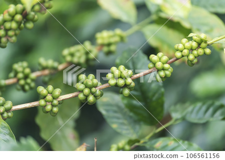 Close up Green seed berries harvest arabica coffee garden. Green coffee bean berry plant fresh raw seed coffee tree growth in eco organic farm. Fresh coffee bean green leaf bush ecology berry plant Close up Green seed berries harvest arabica coffee garden. Green coffee bean berry plant fresh raw seed coffee tree growth in eco organic farm. Fresh coffee bean green leaf bush ecology berry plant 106561156