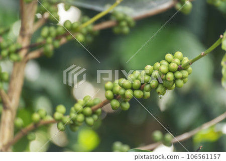 Close up Green seed berries harvest arabica coffee garden. Green coffee bean berry plant fresh raw seed coffee tree growth in eco organic farm. Fresh coffee bean green leaf bush ecology berry plant Close up Green seed berries harvest arabica coffee garden. Green coffee bean berry plant fresh raw seed coffee tree growth in eco organic farm. Fresh coffee bean green leaf bush ecology berry plant 106561157