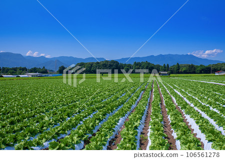Lettuce field, Tanigawa mountain range, Mt. Buson, Akagi plateau, midsummer scenery, Showa village Lettuce field, Tanigawa mountain range, Mt. Buson, Akagi plateau, midsummer scenery, Showa village 106561278