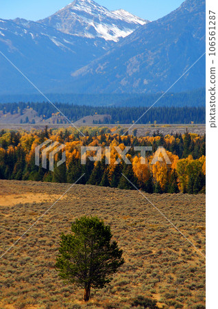 United States Autumn Grand Teton National Park Teton Mountains Meadow grass foliage 106561287