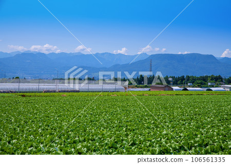 生菜田、谷川山脈、赤城高原、仲夏風光、昭和村 生菜田、谷川山脈、赤城高原、仲夏風光、昭和村 106561335
