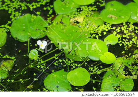 White flowers bloom among the green leaves of the floating plant Tochikagami in a field pond (macro lens used, natural light, close-up photo) 106561554