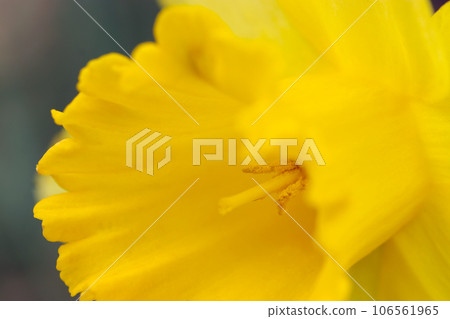 Yellow trumpet narcissus flower (using macro lens, strobe + natural light, close-up photo) Yellow trumpet narcissus flower (using macro lens, strobe + natural light, close-up photo) 106561965