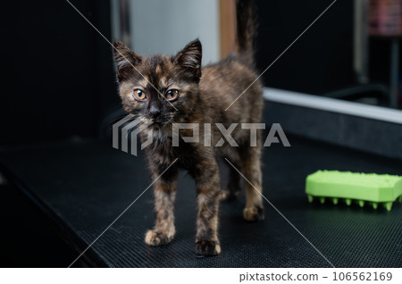 Small motley kitten in a grooming salon. Small motley kitten in a grooming salon. 106562169