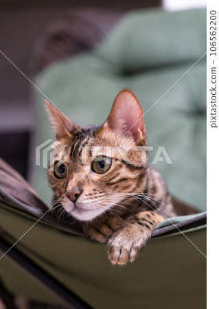 Bengal cat relaxing at home 106562200