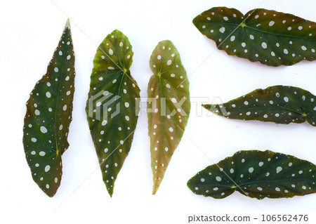 Begonia maculata leaves on white background. Begonia maculata leaves on white background. 106562476
