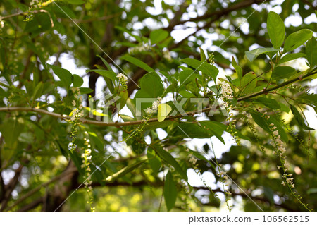 Butterfly with florida fiddlewood flower or Spiny fiddlewood Butterfly with florida fiddlewood flower or Spiny fiddlewood 106562515