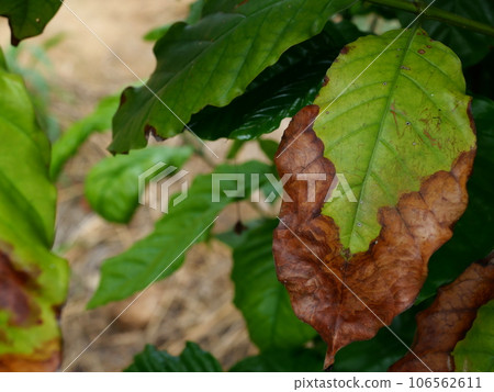 Brown spotted and yellow damage by anthracnose on the green leaf of Robusta coffee plant tree, Plant diseases that damage agriculture Brown spotted and yellow damage by anthracnose on the green leaf of Robusta coffee plant tree, Plant diseases that damage agriculture 106562611