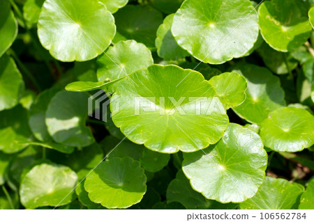 Centella asiatica (gotu kola). Fresh green leaves herb background. 106562784