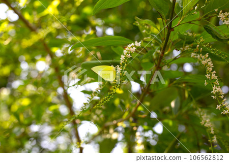 Florida fiddlewood flower or Spiny fiddlewood Florida fiddlewood flower or Spiny fiddlewood 106562812