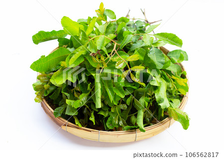 Brazilian peppertree leaves on white background. Brazilian peppertree leaves on white background. 106562817