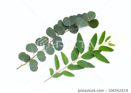 Green leaves of eucalyptus on white Green leaves of eucalyptus on white 106562819