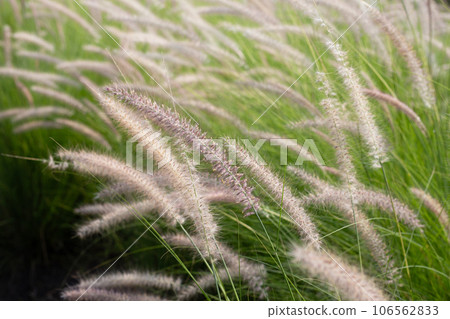 Fountain grass or pennisetum alopecuroides Fountain grass or pennisetum alopecuroides 106562833