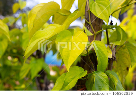 Green leaves of betel plant in the garden 106562839