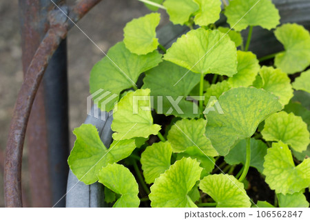 Gotu Kola plant growing in a pot Gotu Kola plant growing in a pot 106562847