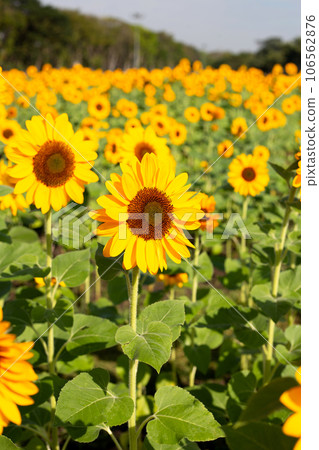 Sunflower field, Beautiful summer landscape. 106562876