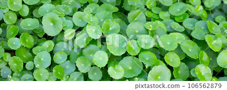 Centella asiatica (gotu kola). Fresh green leaves herb background. 106562879