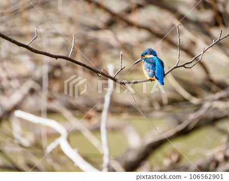 翠鳥瞄準獵物 翠鳥瞄準獵物 106562901
