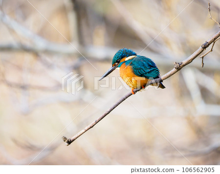 翠鳥瞄準獵物 106562905
