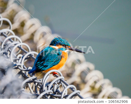 翠鳥瞄準獵物 106562906
