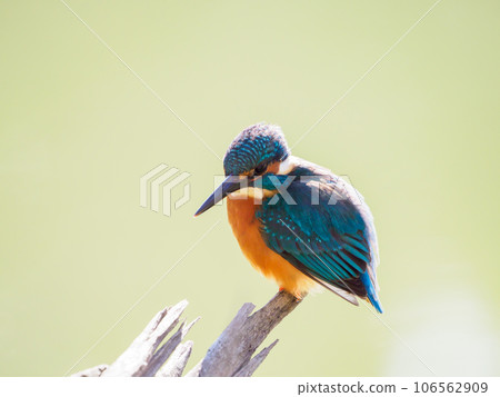 翠鳥瞄準獵物 106562909