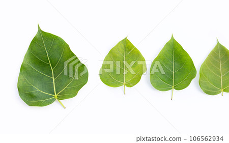 Green bodhi leaf on a white background. Green bodhi leaf on a white background. 106562934