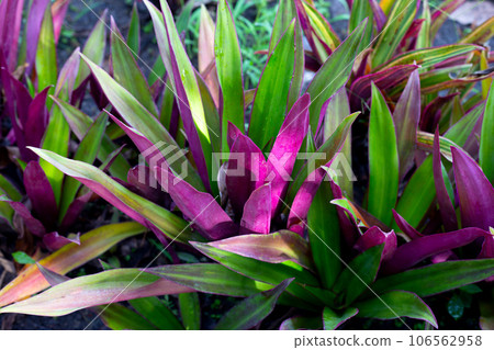 Boat-lily, Oyster Lily, Oyster Plant, White-flowered Tradescantia 106562958