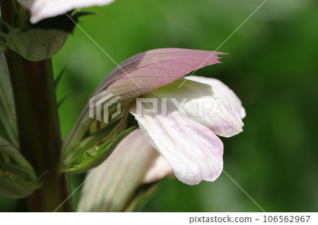 A plain wildflower, thistle (Acanthus, macro lens used, natural light, close-up photo) A plain wildflower, thistle (Acanthus, macro lens used, natural light, close-up photo) 106562967