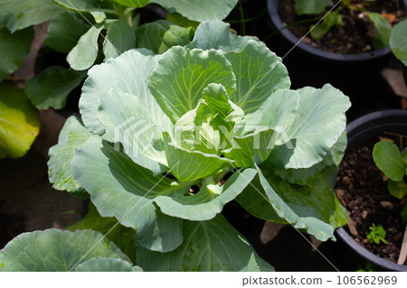 Gren cabbages growing in pots Gren cabbages growing in pots 106562969