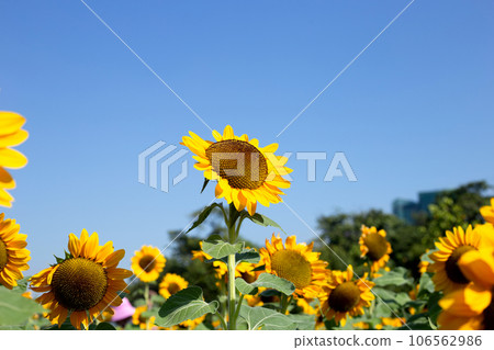 Sunflower field with blue sky. Beautiful summer landscape. 106562986