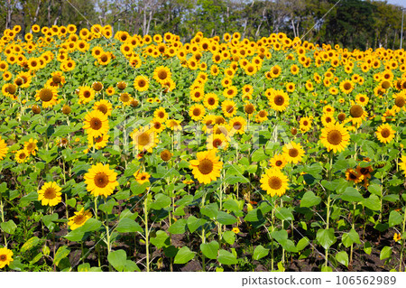Sunflower field, Beautiful summer landscape. Sunflower field, Beautiful summer landscape. 106562989