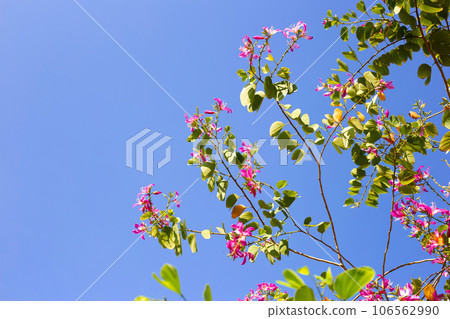 Bauhinia purpurea tree with pink flower Bauhinia purpurea tree with pink flower 106562990