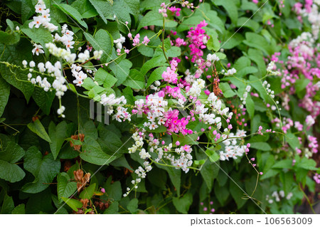 Mexican creeper, Chain of love, Coral vine. Pink flower Mexican creeper, Chain of love, Coral vine. Pink flower 106563009