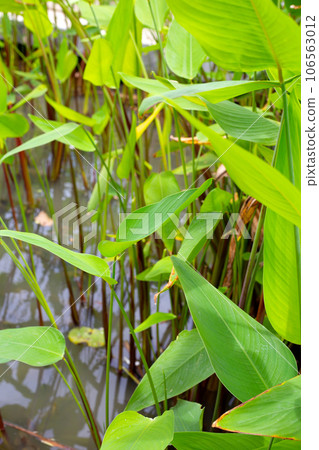 Alligator Flag, Water Canna (Thalia geniculata L.) Alligator Flag, Water Canna (Thalia geniculata L.) 106563012