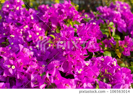 Beautiful bougainvillea flowers with green leaves Beautiful bougainvillea flowers with green leaves 106563014