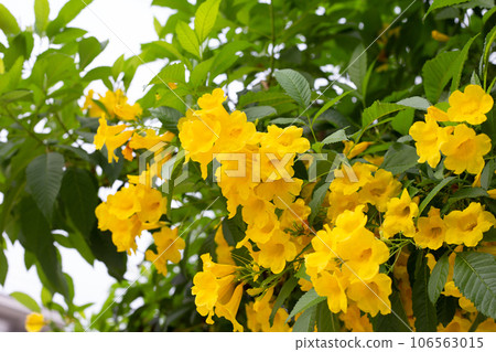 Yellow elder or Trumpetbush, Trumpetflower Yellow elder or Trumpetbush, Trumpetflower 106563015