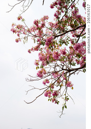Trumpet Tree, Pink Poui, New World Trumpet, Rosy Trumpet Trumpet Tree, Pink Poui, New World Trumpet, Rosy Trumpet 106563017
