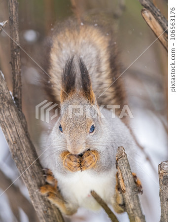 The squirrel with nut sits on tree in the winter or late autumn The squirrel with nut sits on tree in the winter or late autumn 106563176
