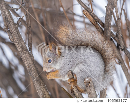 The squirrel with nut sits on tree in the winter or late autumn 106563177