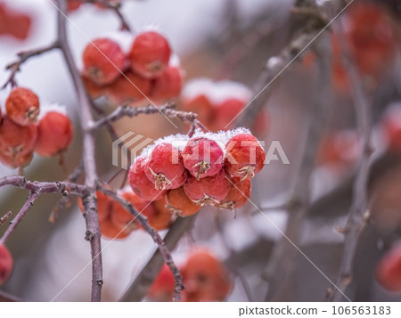 Frozen red apples covered with snow on a branch on a blured background 106563183