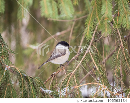 Cute bird the willow tit, song bird sitting on the fir branch with snow in winter Cute bird the willow tit, song bird sitting on the fir branch with snow in winter 106563184