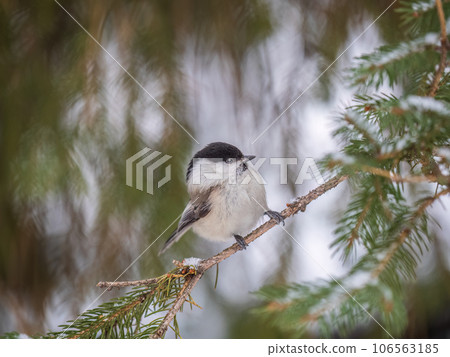 Cute bird the willow tit, song bird sitting on the fir branch with snow in winter Cute bird the willow tit, song bird sitting on the fir branch with snow in winter 106563185
