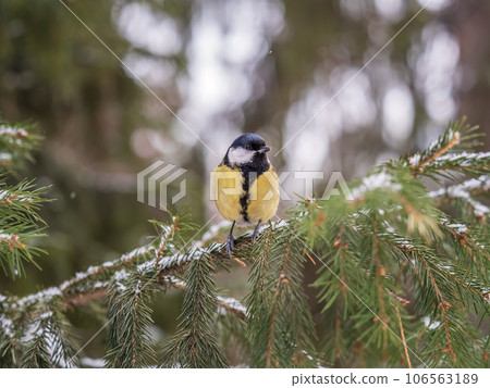 Cute bird Great tit, songbird sitting on the fir branch with snow in winter 106563189