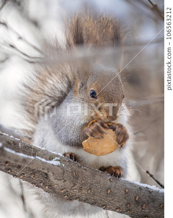 The squirrel with nut sits on tree in the winter or late autumn The squirrel with nut sits on tree in the winter or late autumn 106563212