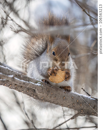 The squirrel with nut sits on tree in the winter or late autumn The squirrel with nut sits on tree in the winter or late autumn 106563213