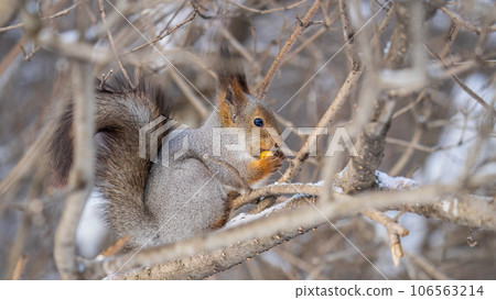 The squirrel with nut sits on tree in the winter or late autumn The squirrel with nut sits on tree in the winter or late autumn 106563214