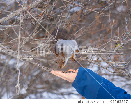 Squirrel eats nuts from a man's hand. Caring for animals in winter or autumn. Squirrel eats nuts from a man's hand. Caring for animals in winter or autumn. 106563217